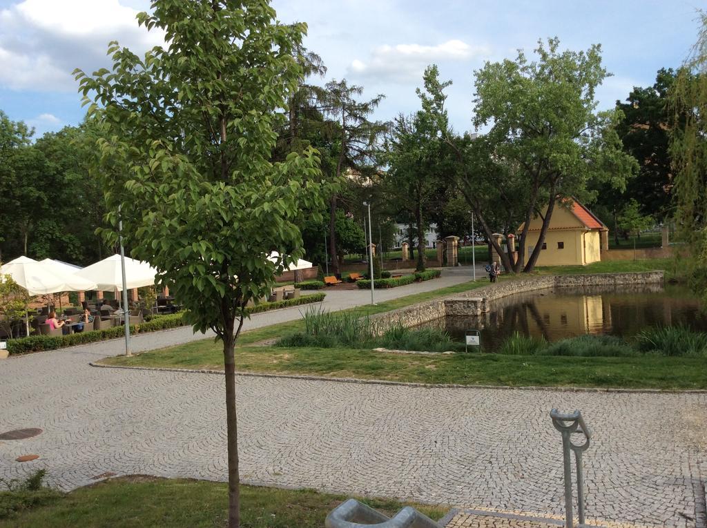 Lev I Sova Prague